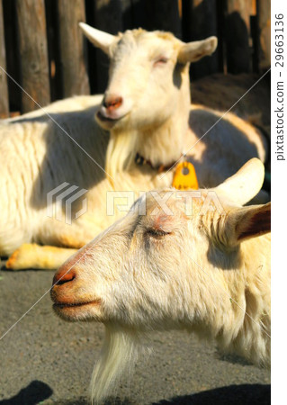 Itabashi-ku兒童動物園的山羊 29663136