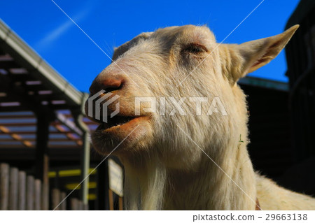 Goat of Itabashi-ku Children's Zoo Goat of Itabashi-ku Children's Zoo 29663138