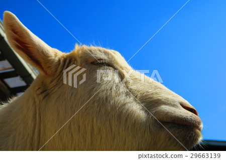 Goat of Itabashi-ku Children's Zoo Goat of Itabashi-ku Children's Zoo 29663139