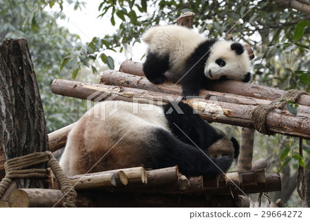Panda in Sichuan Province Panda in Sichuan Province 29664272