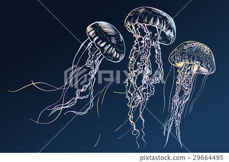 Hand drawn jellyfish. Vector illustration. Sea Hand drawn jellyfish. Vector illustration. Sea 29664495