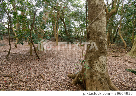 在森林裡 29664933