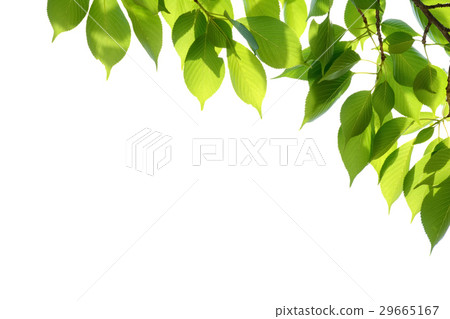 Fresh green leaves white back Fresh green leaves white back 29665167