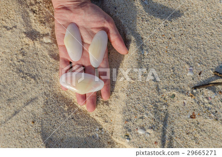 Holding white big shells in handing in Aruba Holding white big shells in handing in Aruba 29665271
