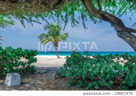 Amazing view of a solitary Palm tree Amazing view of a solitary Palm tree 29665476