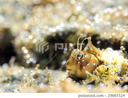 蠟燭gimpo 29665524