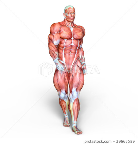 Male human body model 29665589