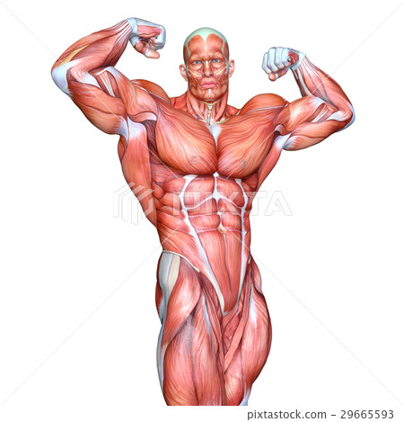 男性人體模型 29665593