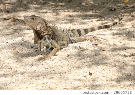 Wild iguana at the sand in Aruba 29665738