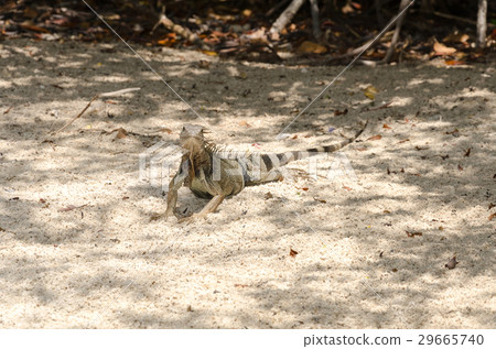 Wild iguana at the sand in Aruba Wild iguana at the sand in Aruba 29665740