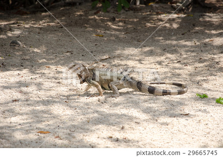 Wild iguana at the sand in Aruba 29665745