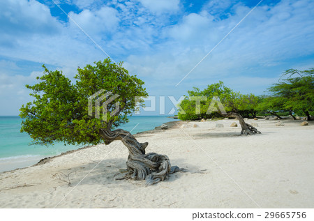 famous Divi Divi tree is Aruba's natural compass famous Divi Divi tree is Aruba's natural compass 29665756