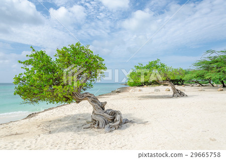famous Divi Divi tree is Aruba's natural compass famous Divi Divi tree is Aruba's natural compass 29665758