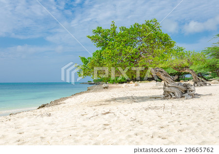famous Divi Divi tree is Aruba's natural compass famous Divi Divi tree is Aruba's natural compass 29665762