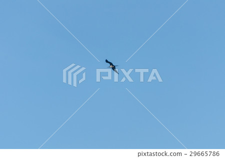 Bird flying over Aruba's beach in the caribbean Bird flying over Aruba's beach in the caribbean 29665786