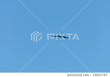 Bird flying over Aruba's beach in the caribbean Bird flying over Aruba's beach in the caribbean 29665787