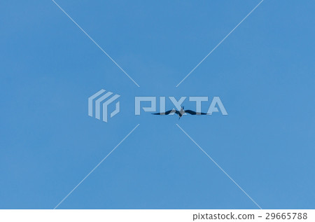 Bird flying over Aruba's beach in the caribbean Bird flying over Aruba's beach in the caribbean 29665788