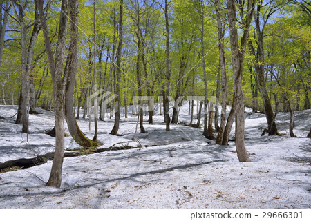 Fresh green beech forest 29666301