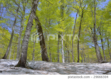新鮮的綠色山毛櫸森林 29666304