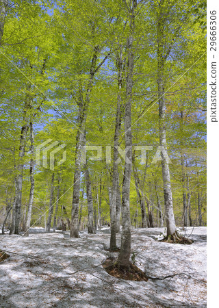 Fresh green beech forest Fresh green beech forest 29666306