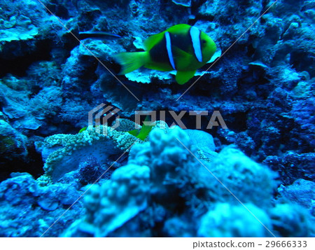 銀蓮花魚 29666333