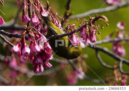 寒飛櫻和白眼 29666353