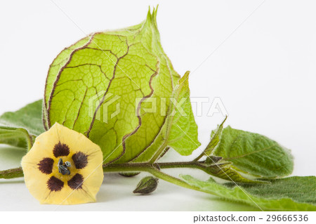 Cape gooseberry flower and calyx Cape gooseberry flower and calyx 29666536