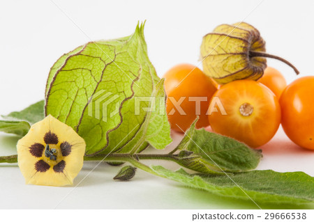 Cape gooseberry fruit, flower and calyx 29666538