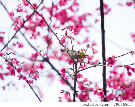 Cherry blossoms Cherry blossoms 29666563