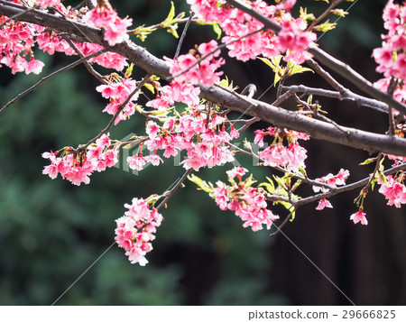 Cherry blossoms  29666825