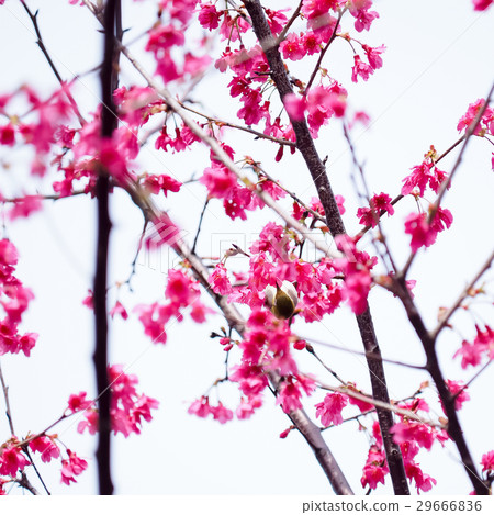 櫻花 29666836