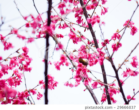 Cherry blossoms  29666837