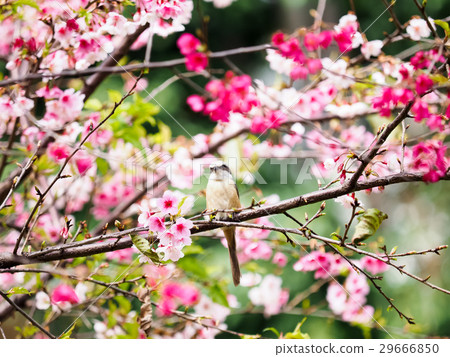 Cherry blossoms  29666850