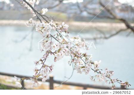 沿河櫻花 29667052