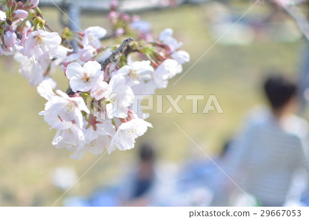 孩子們在櫻花下野餐 29667053