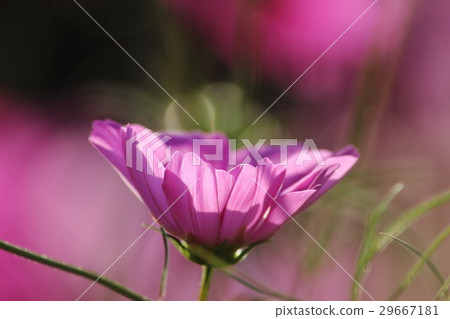 宇宙（感覺）第67部分。波斯菊花 29667181