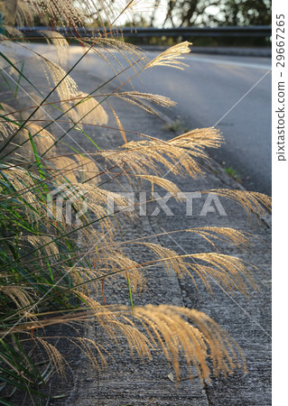 Wild field of grass on sunset Wild field of grass on sunset 29667265