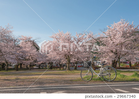 Japanese spring scenic with cherry blossom Kyoto. Japanese spring scenic with cherry blossom Kyoto. 29667340