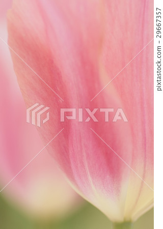 Curved beauty petals 29667357
