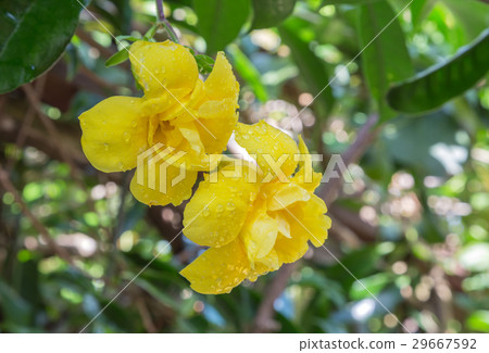 yellow flower on green background 29667592