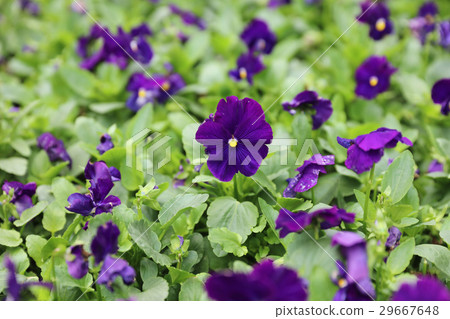 Pansies green flowerbed macro close up 29667648