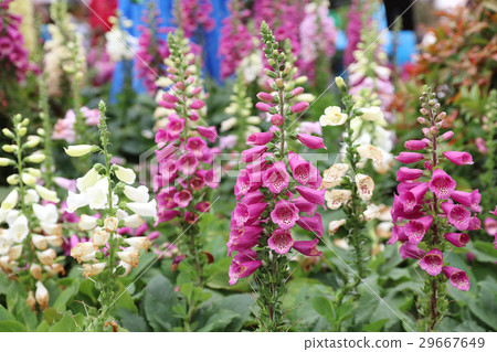 flower - Canterbury Bells at flower show 29667649