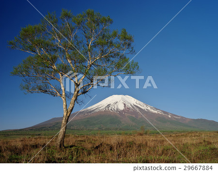 Fuji of spring color Pearlkahara 29667884