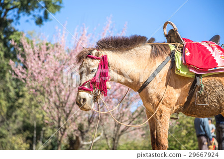 Mule with saddle tied with rope 29667924