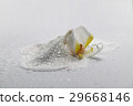 Orchid with waterdrop 29668146