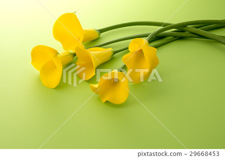 黃色 黃色 29668453