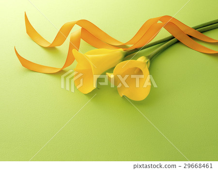 黃色和絲帶 29668461