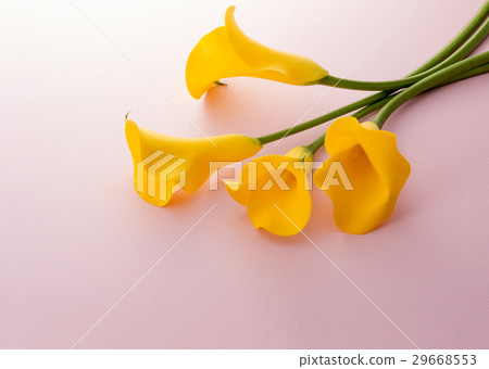 Yellow color 29668553