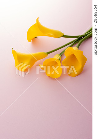 Yellow color Yellow color 29668554