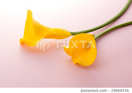 Yellow color Yellow color 29668556